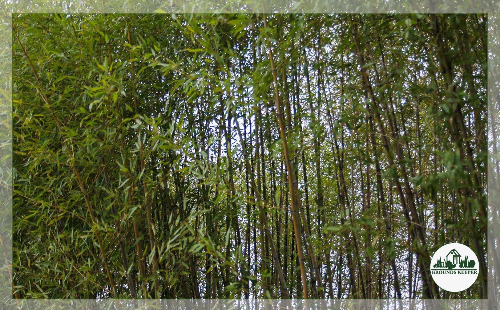 bamboo privacy screen