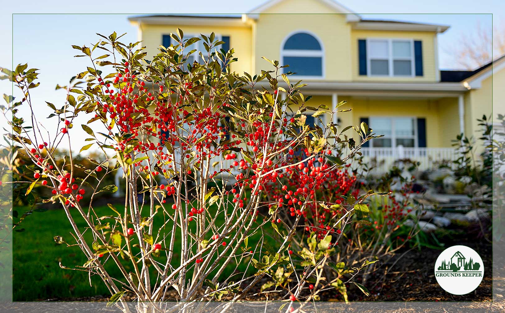 yellow house with red berries