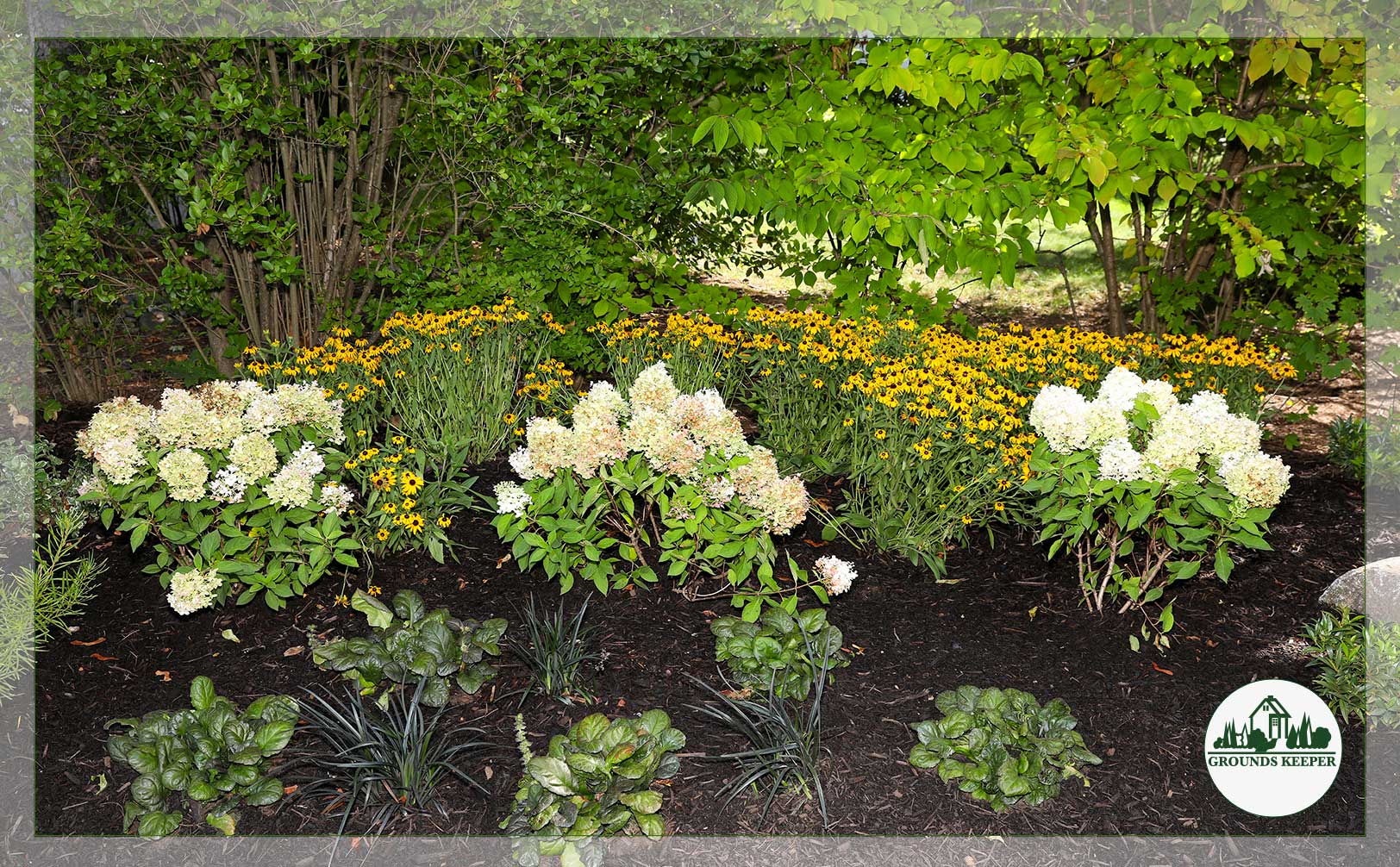 black eyed susans and hydrangea garden