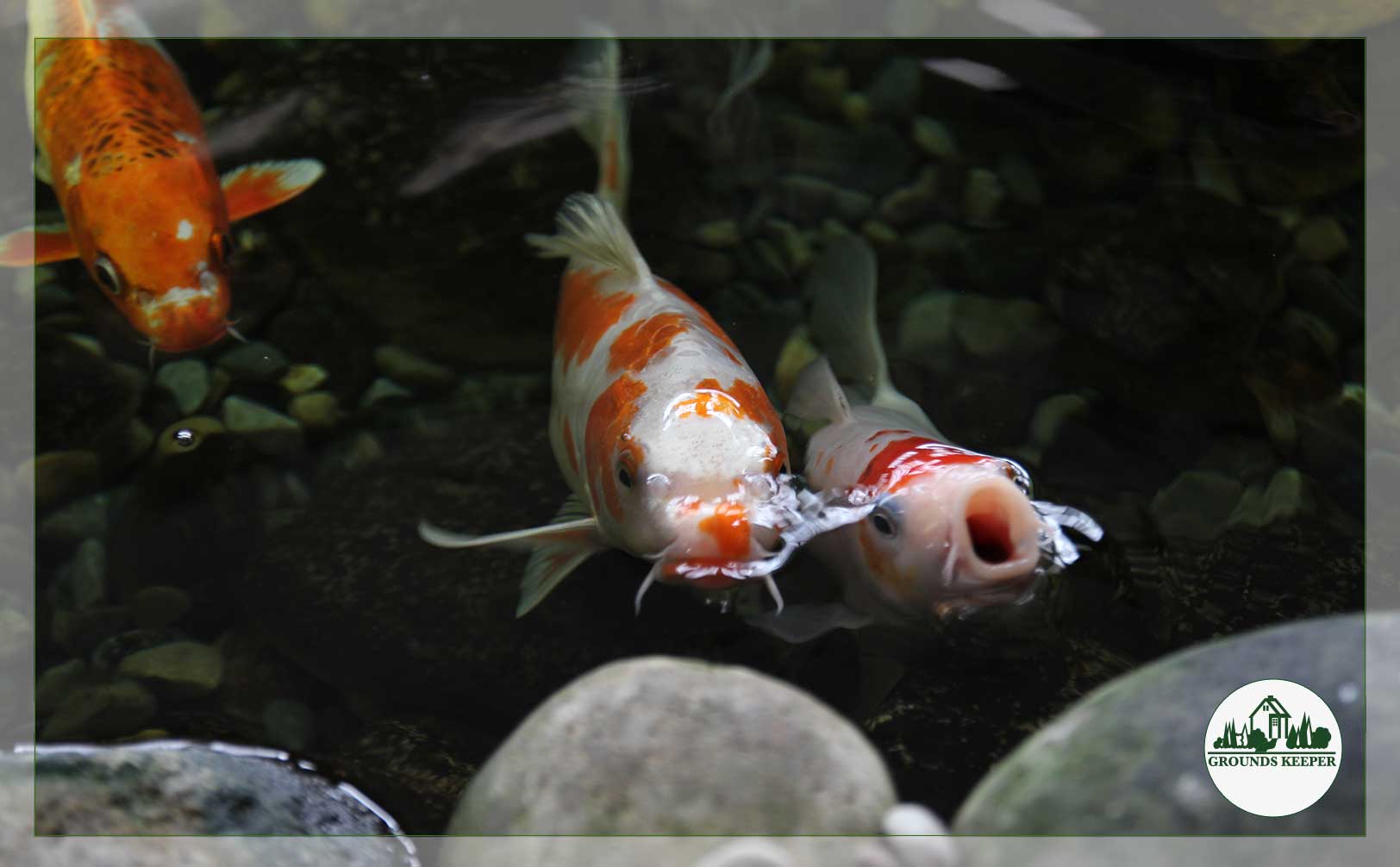 koi waiting for feeding