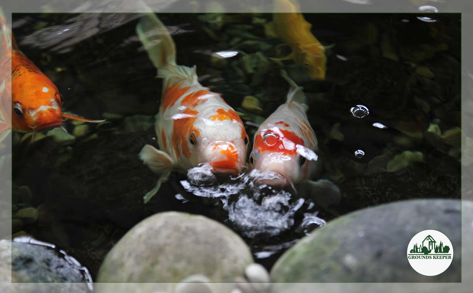 koi waiting for food