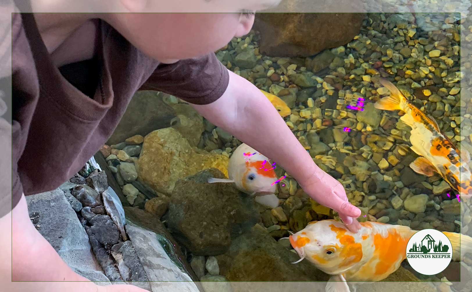 boy petting koi 