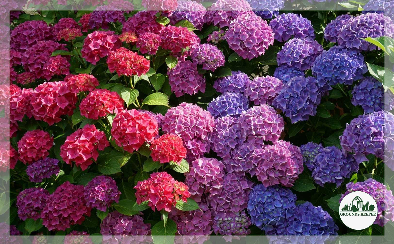 multicolored hydrangea
