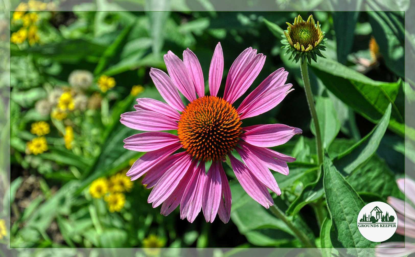 coneflower