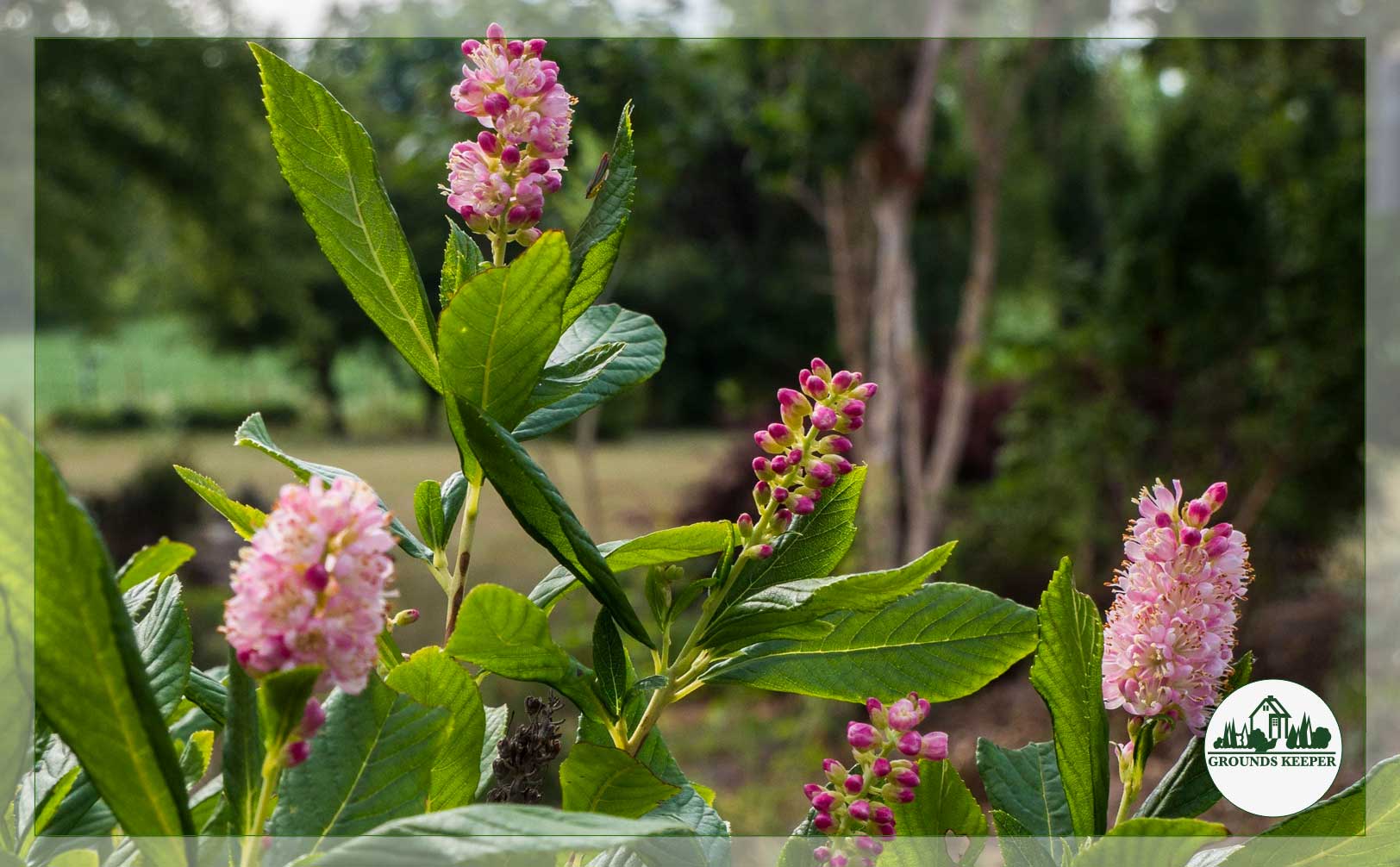 summersweet clethra