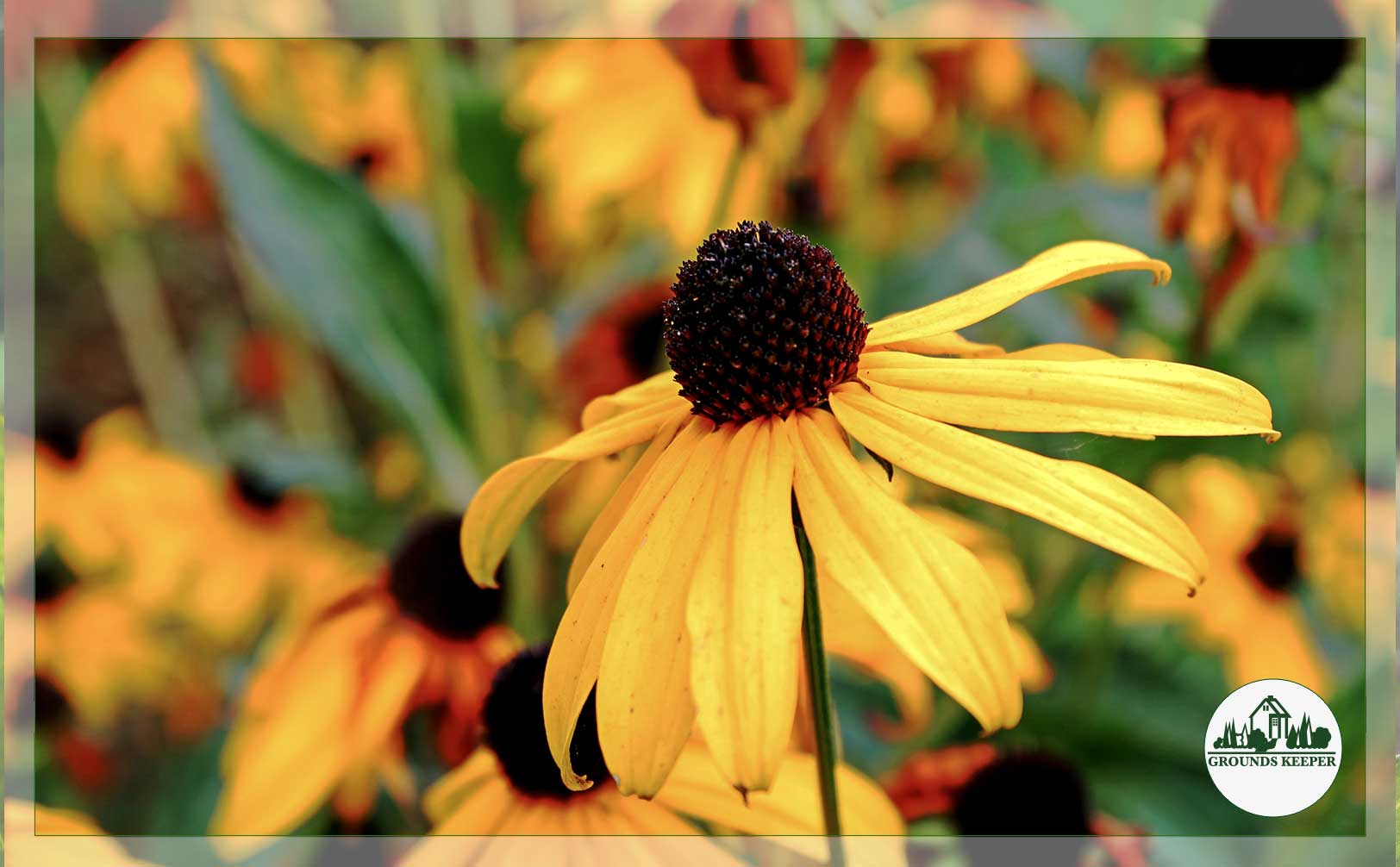 black eyed susan