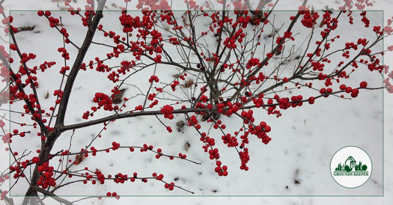 Winter White Holly Winter White Holly main image 0