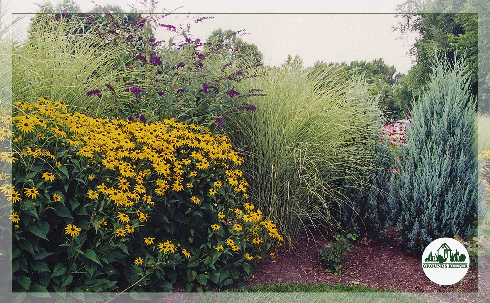 yellow and purple summer garden