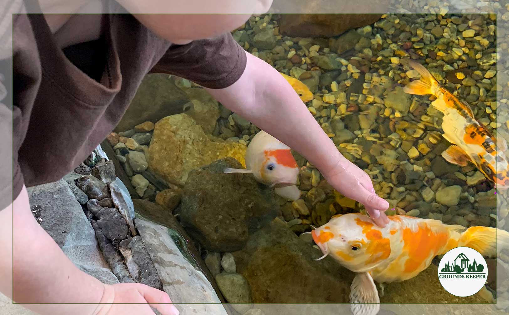 boy petting koi