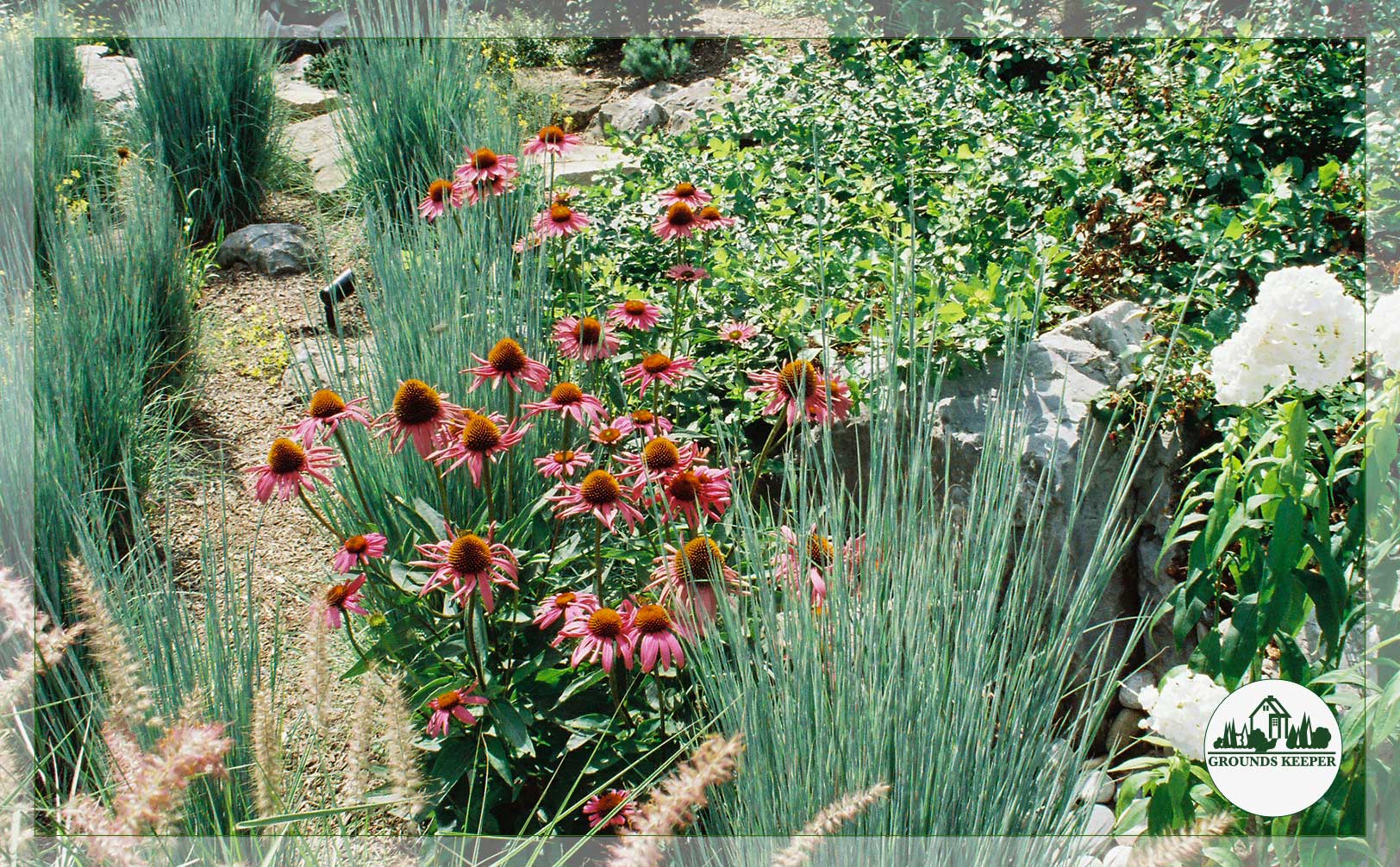 maiden grass