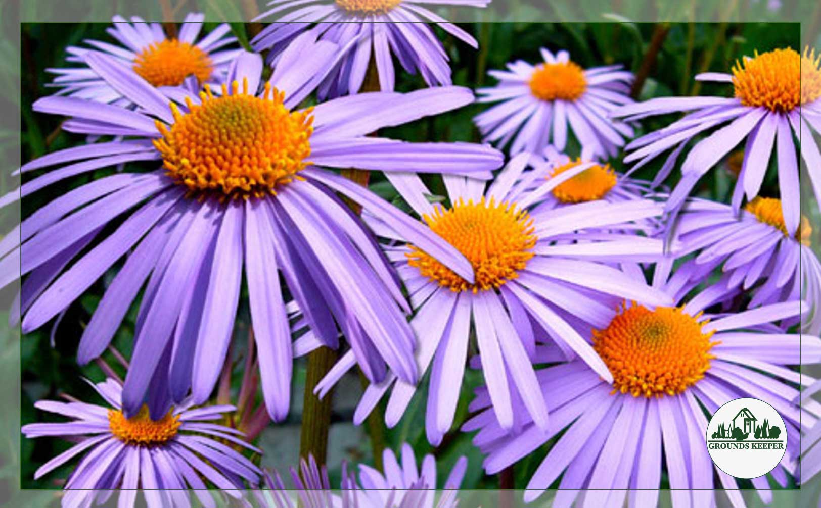 aster