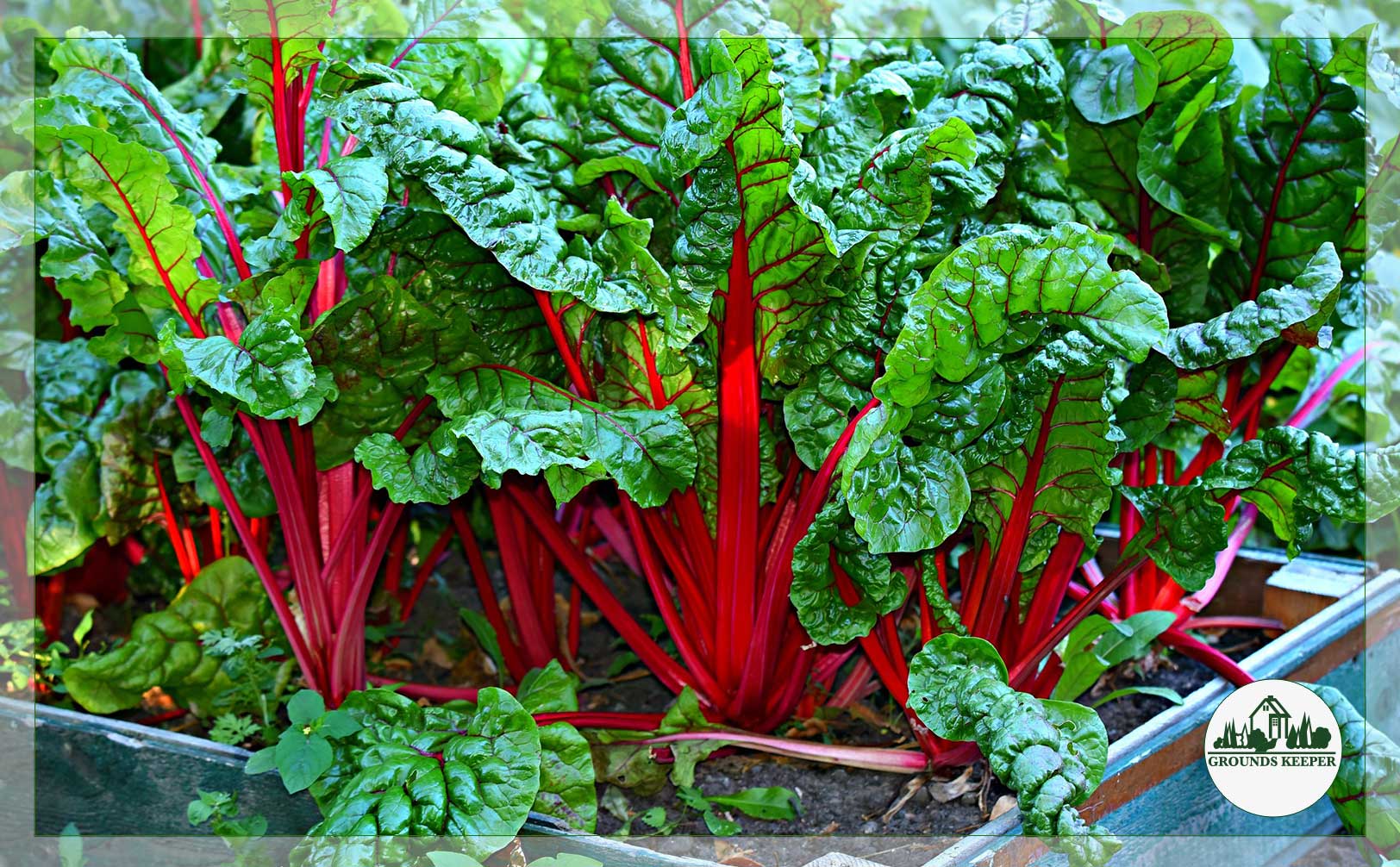 swiss chard