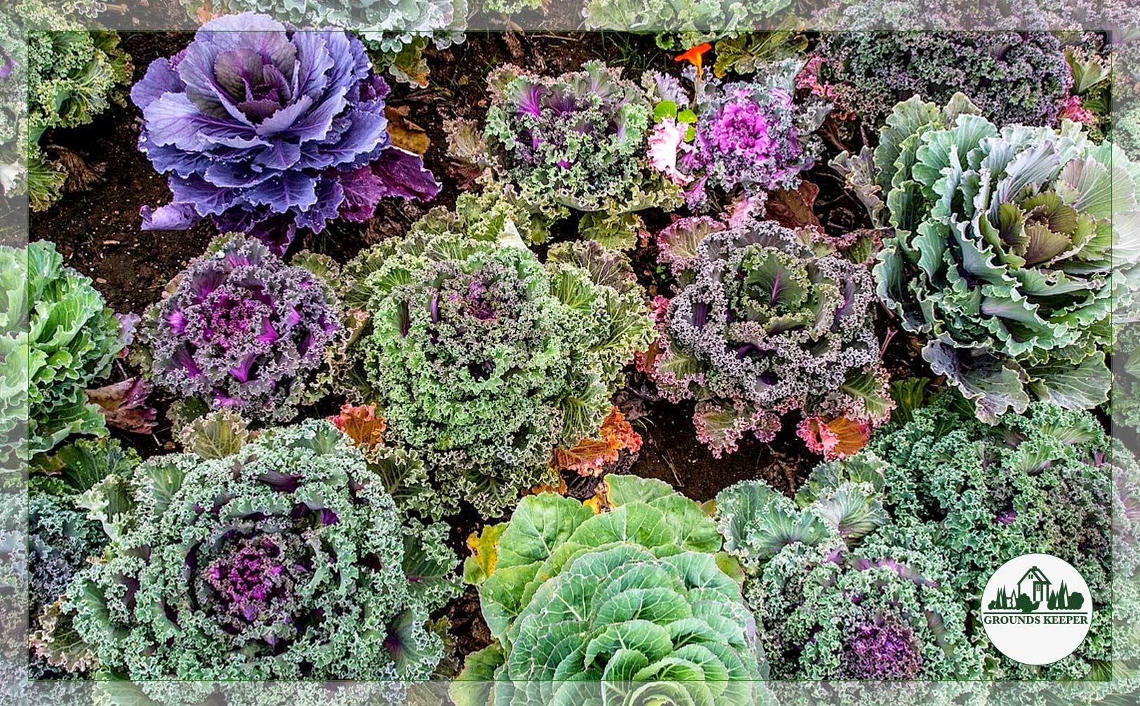 cabbage and kale 