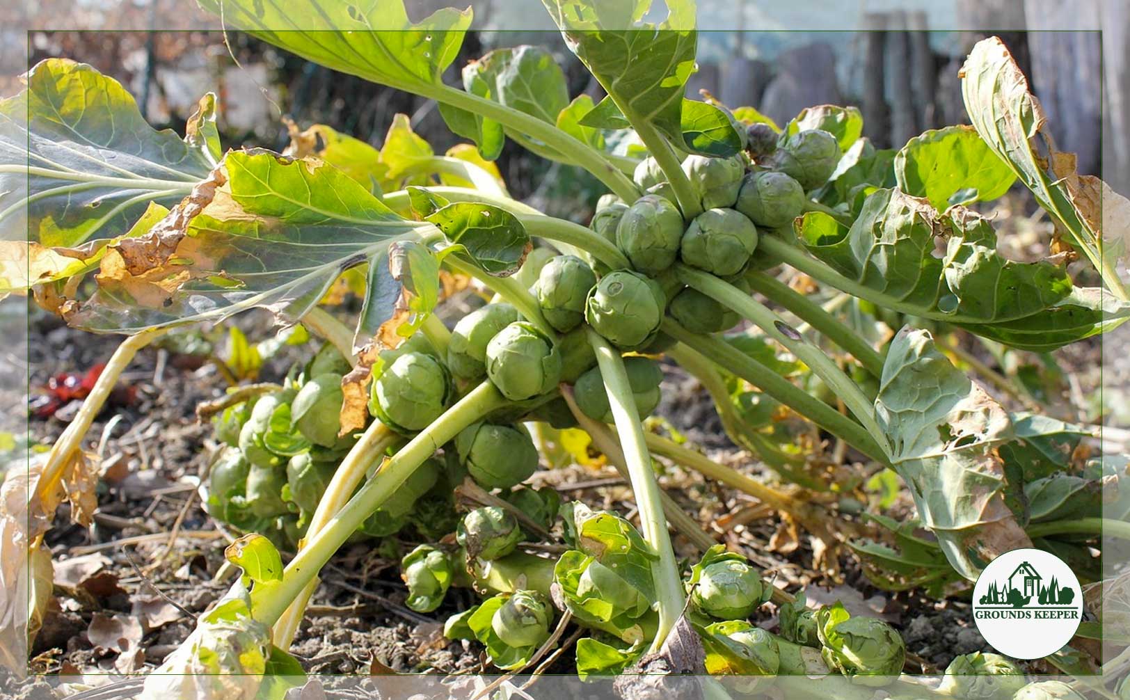 brussels sprouts