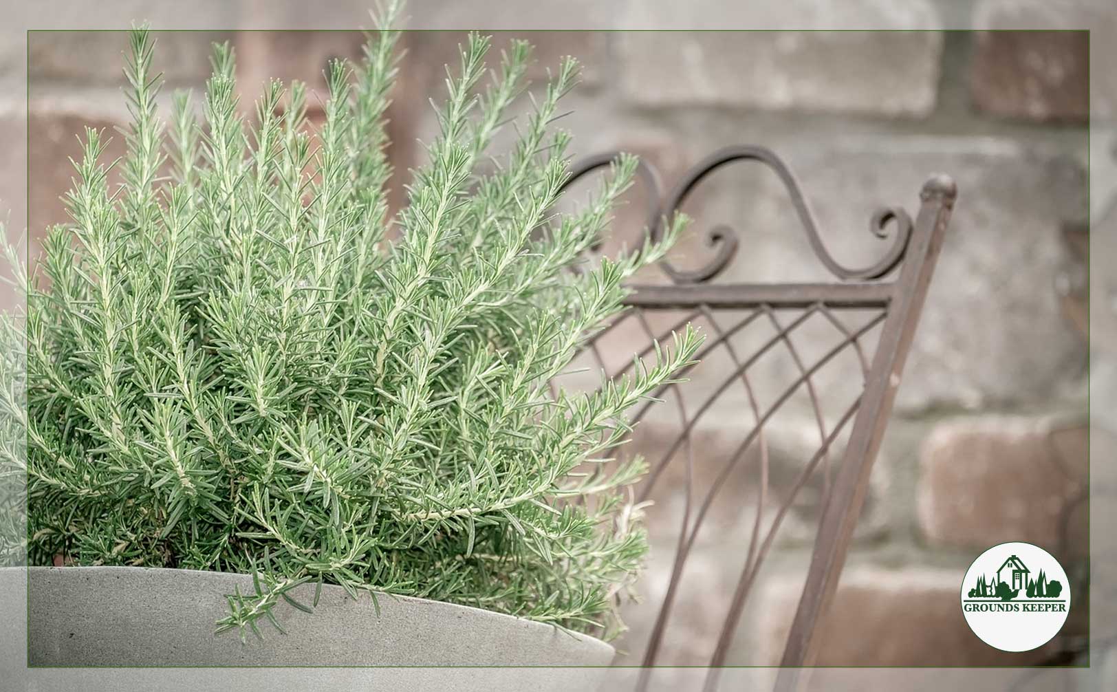 rosemary
