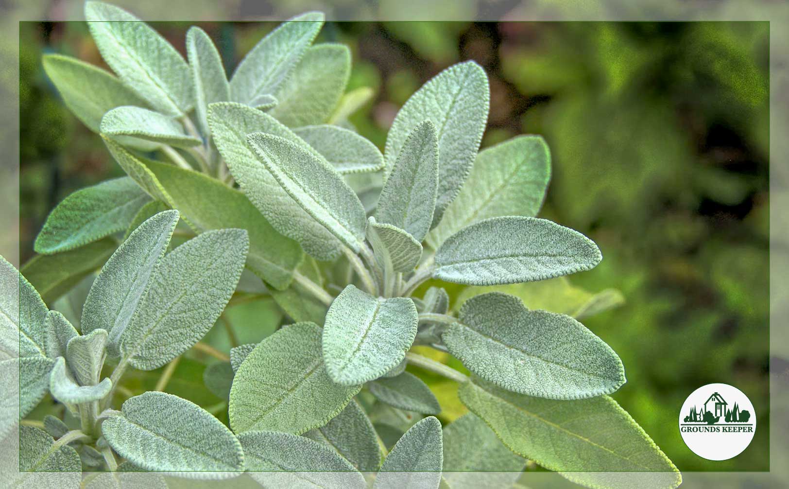 sage