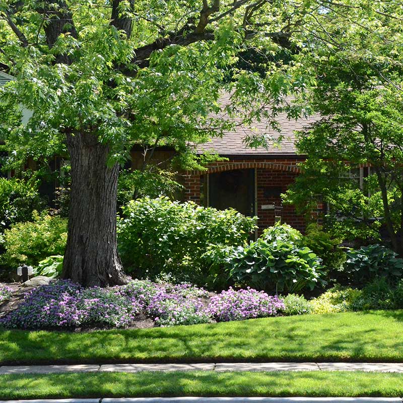 spring curb appeal lilac flowers