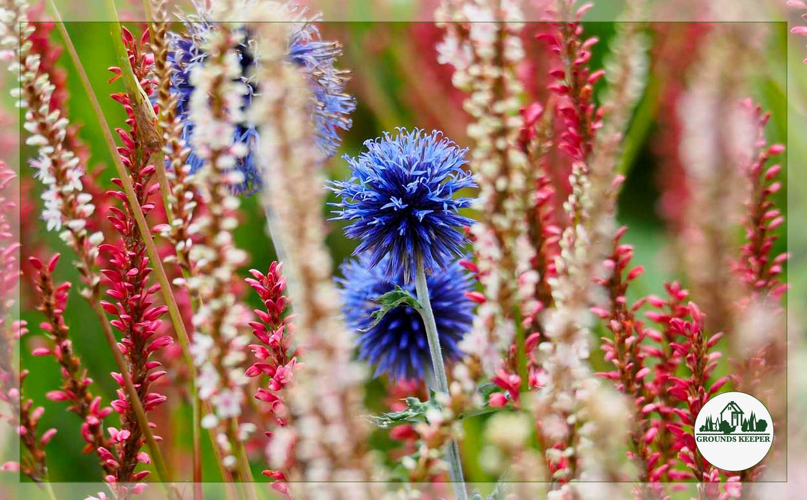 patriotic landscaping