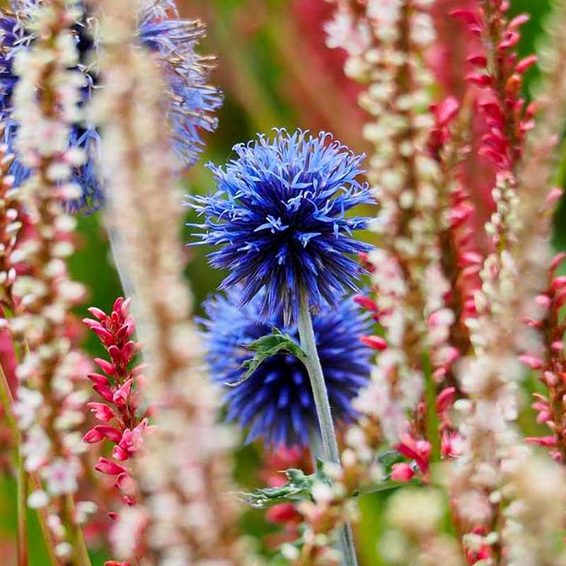 patriotic landscaping