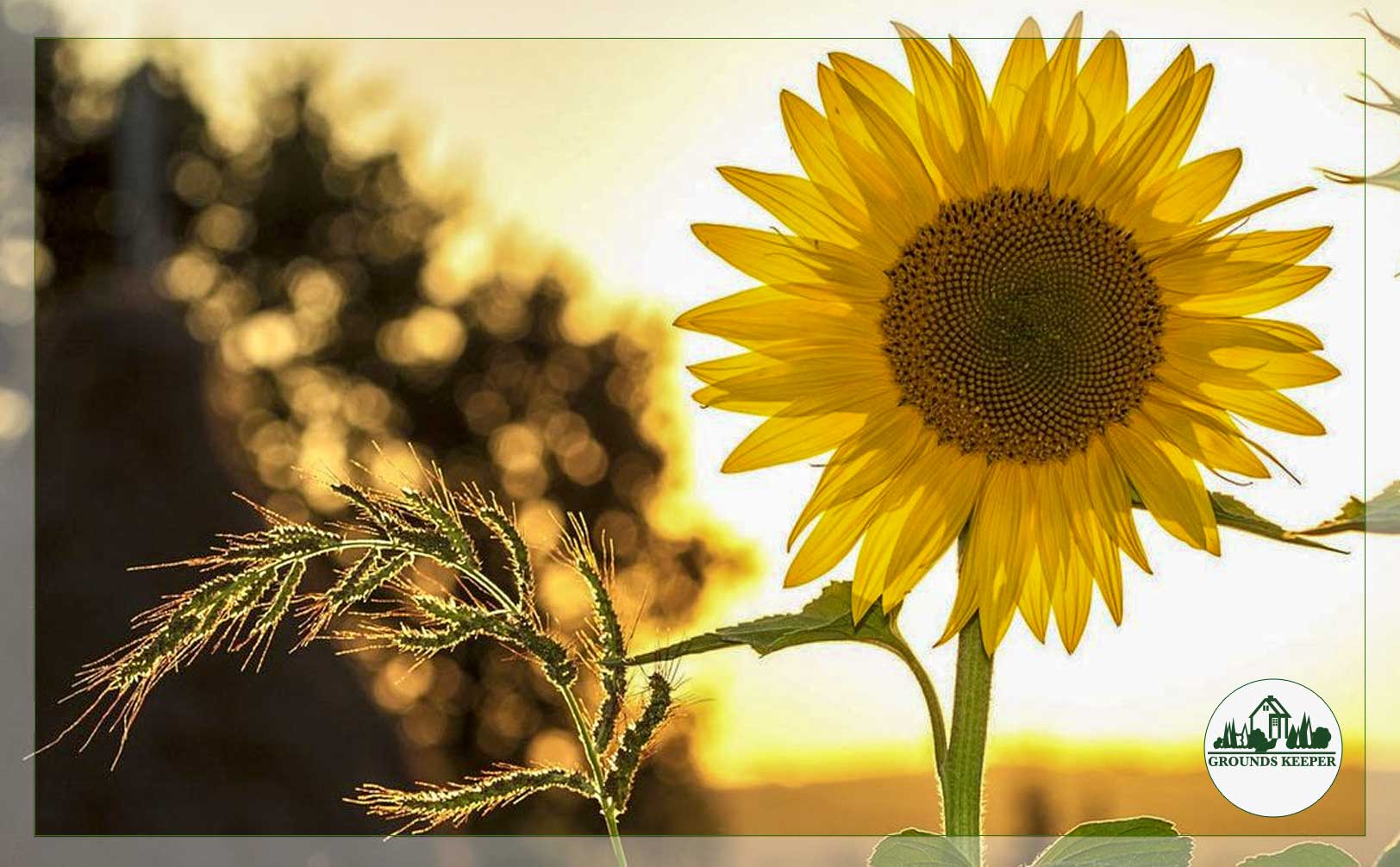 sunflower ready for summer