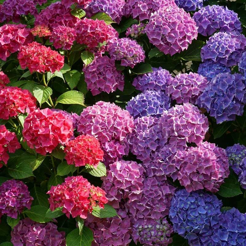 multicolored hydrangea