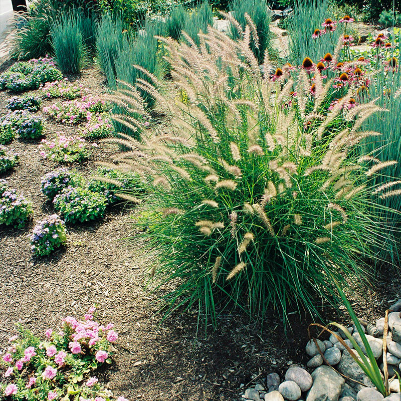 maiden grass