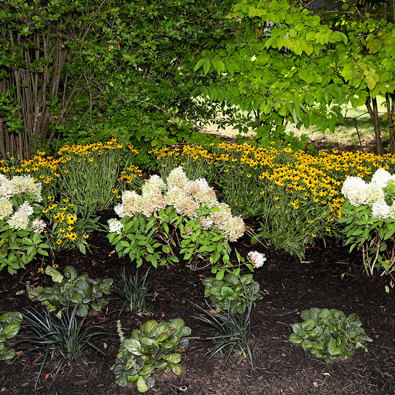 black eyed susans and hydrangea garden