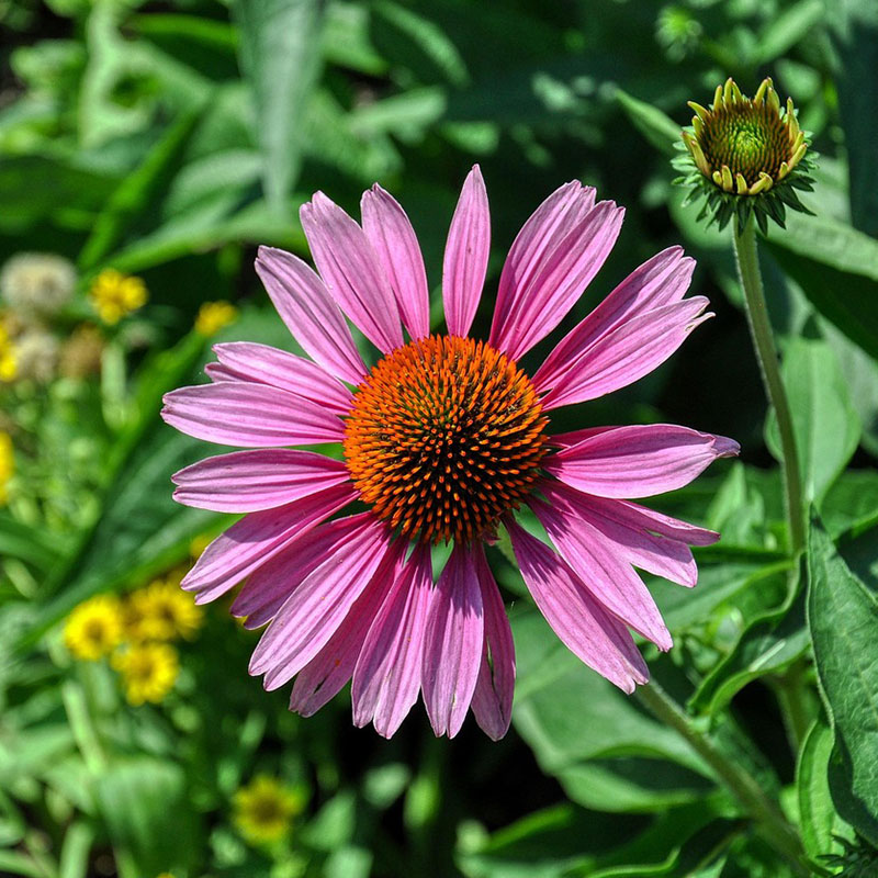 coneflower
