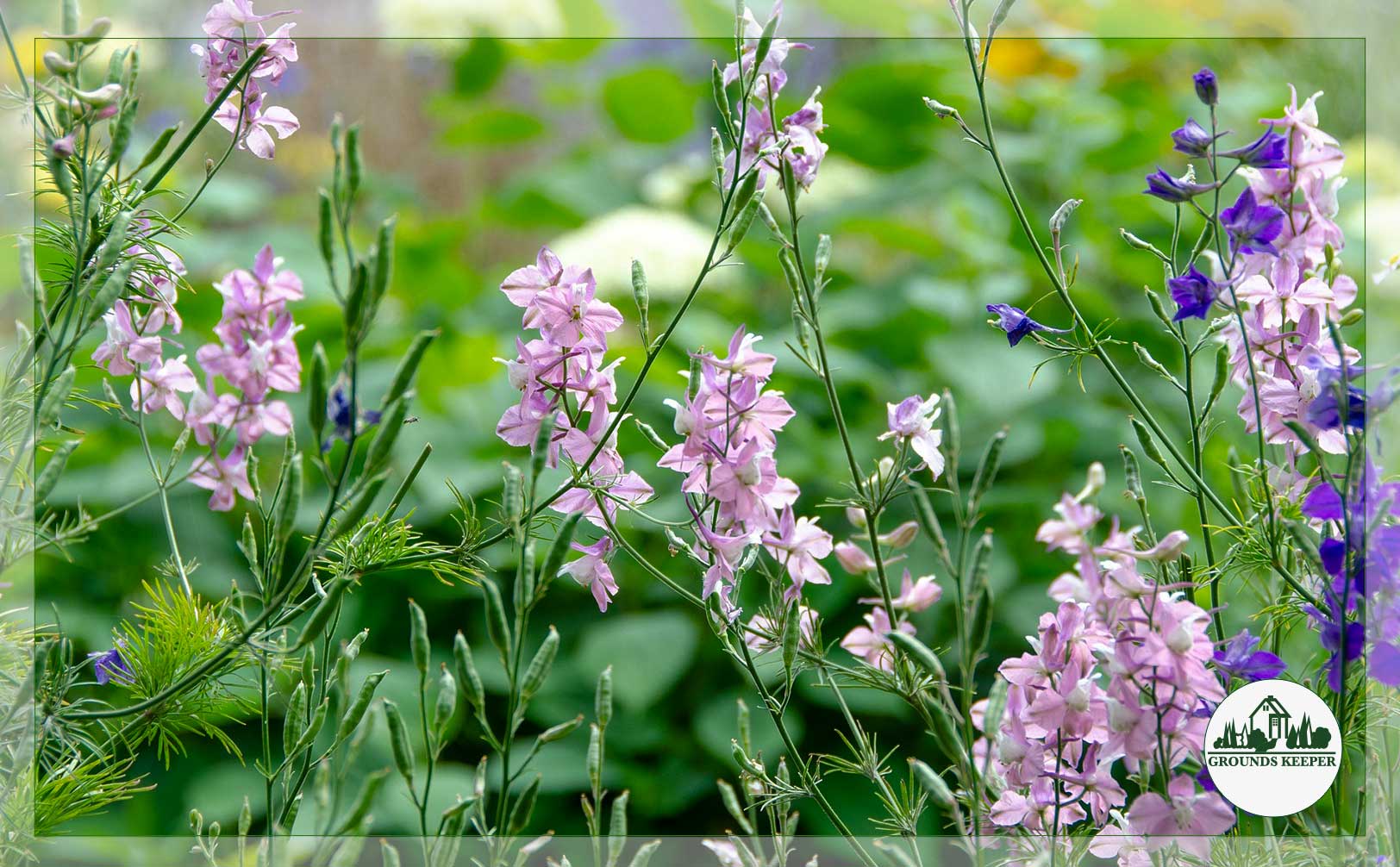 july birth flower larkspur