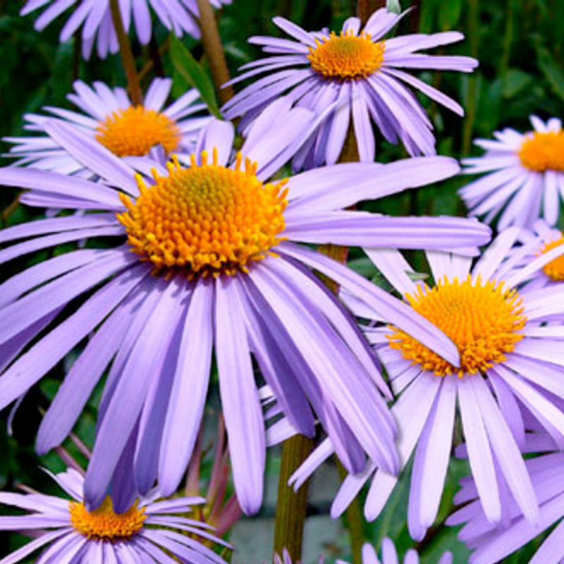 aster