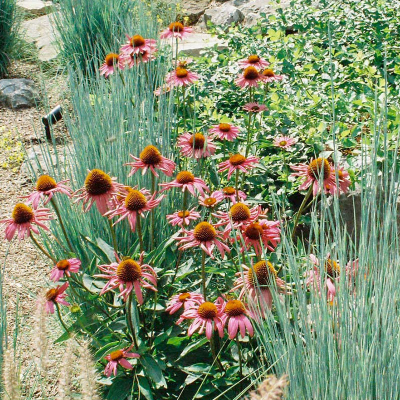 maiden grass and pink coneflower