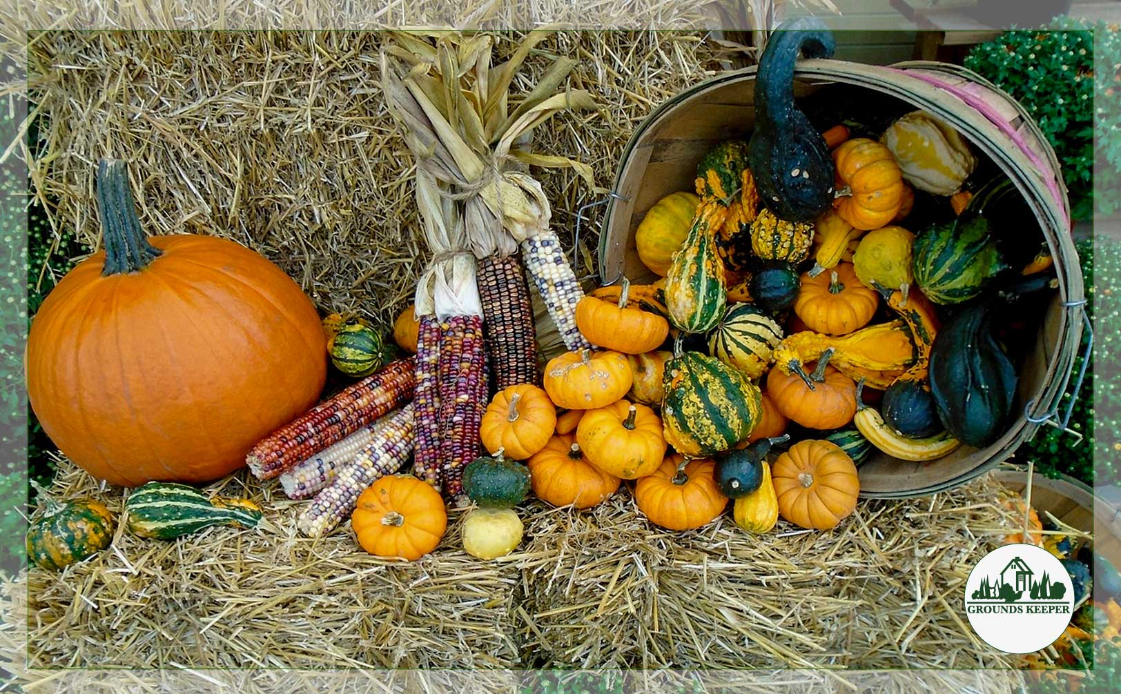 fall pumpkin and gourds