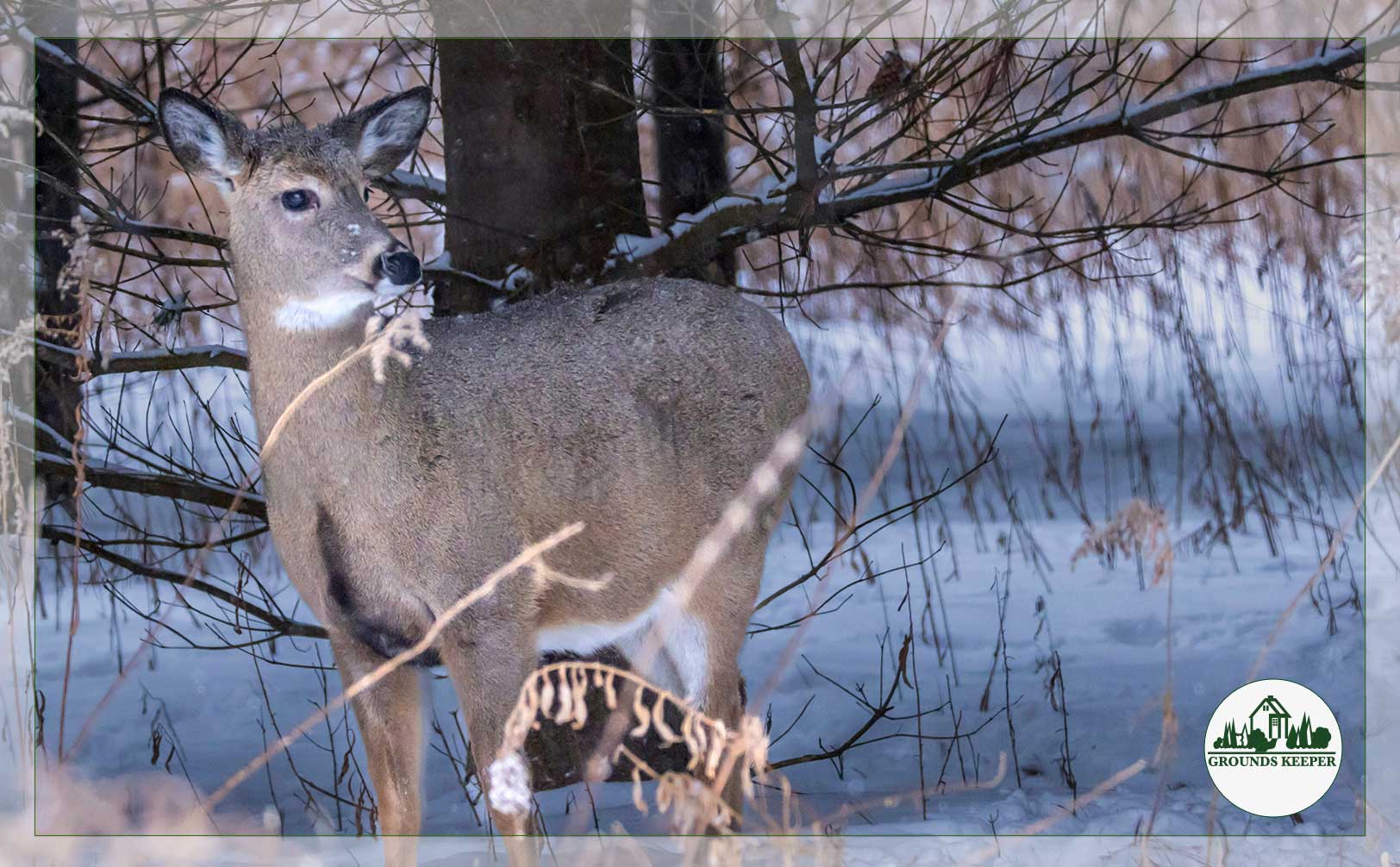 deer eating landscape prevention tips