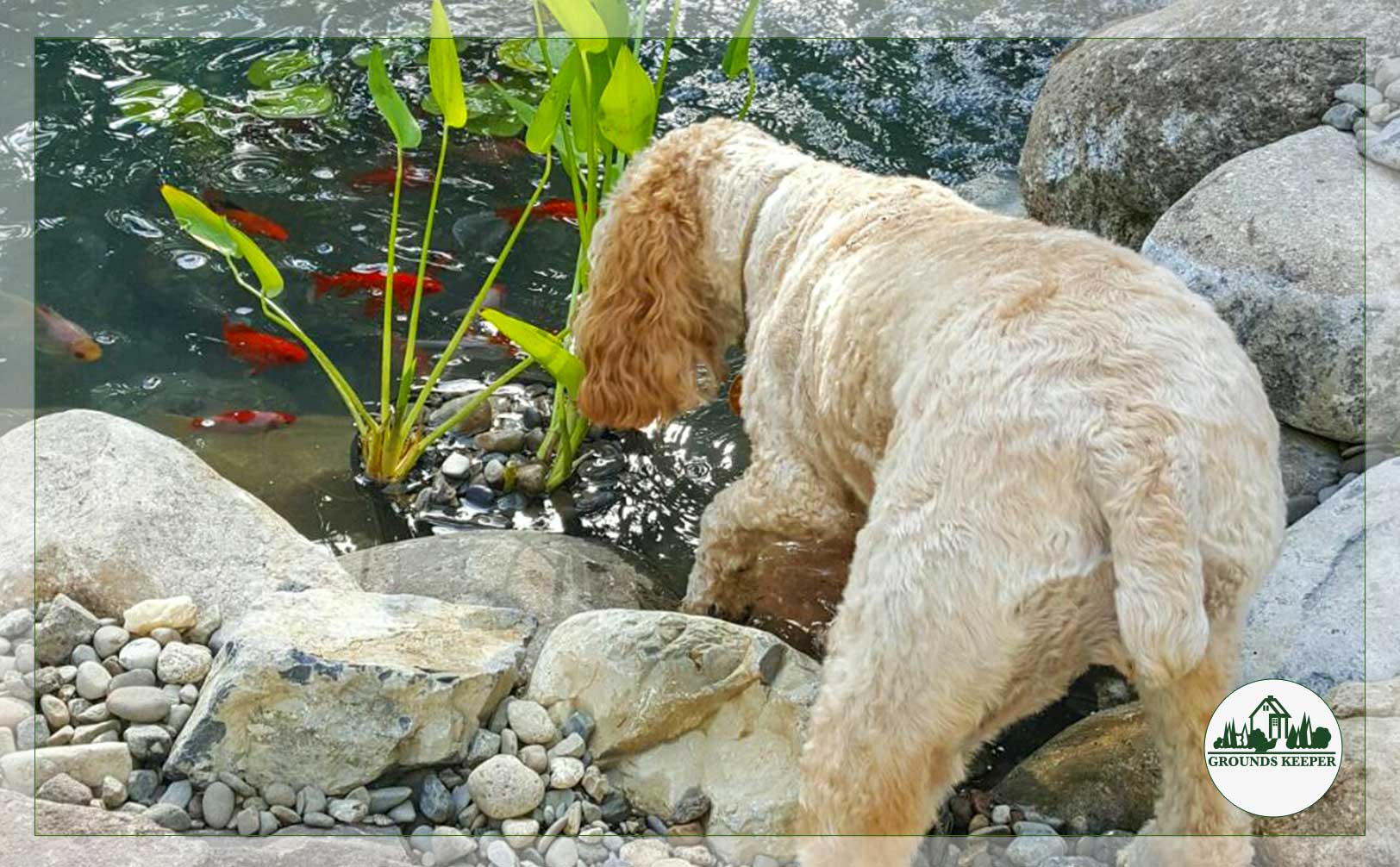 dog at pond