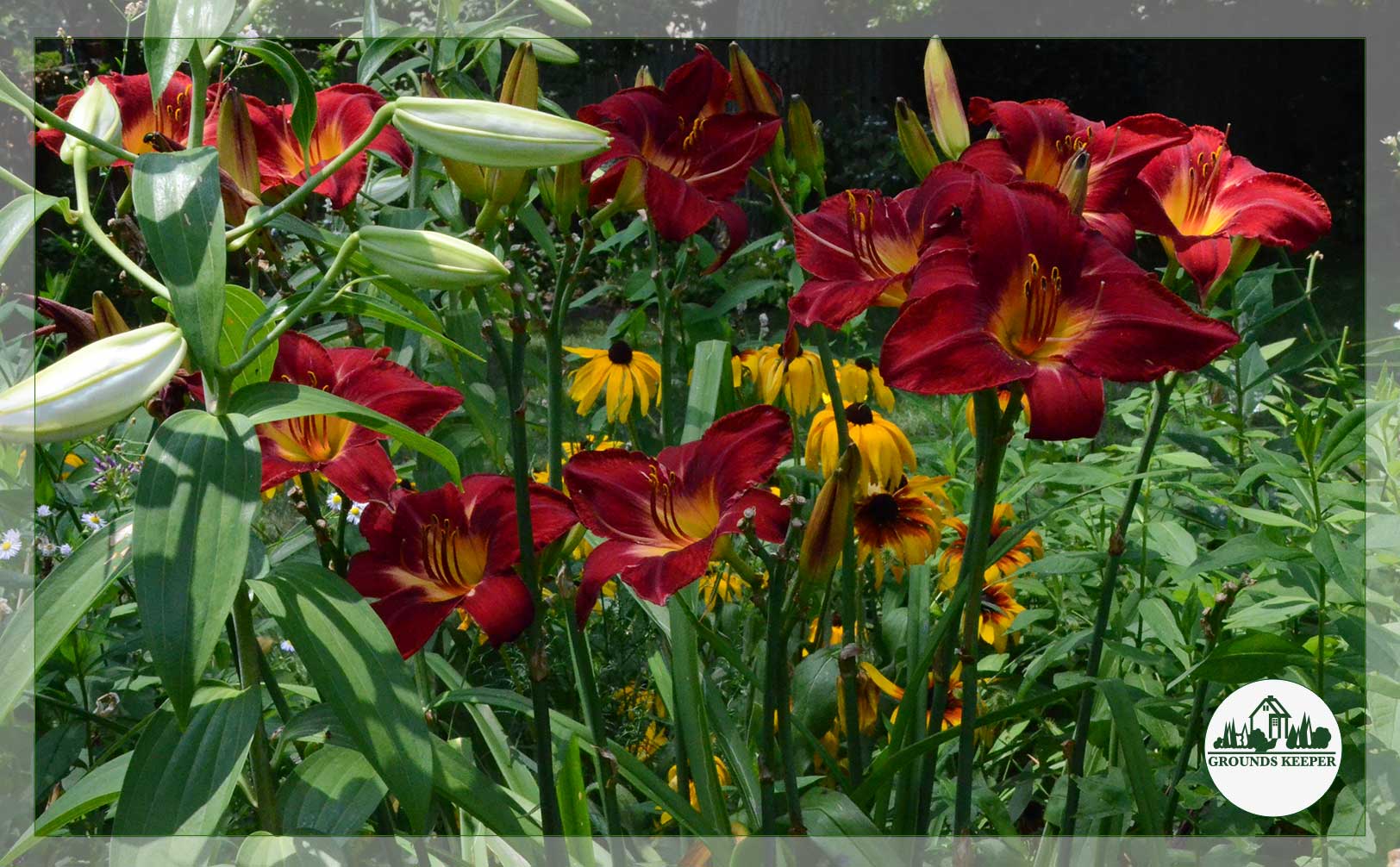 lilies and coneflower 