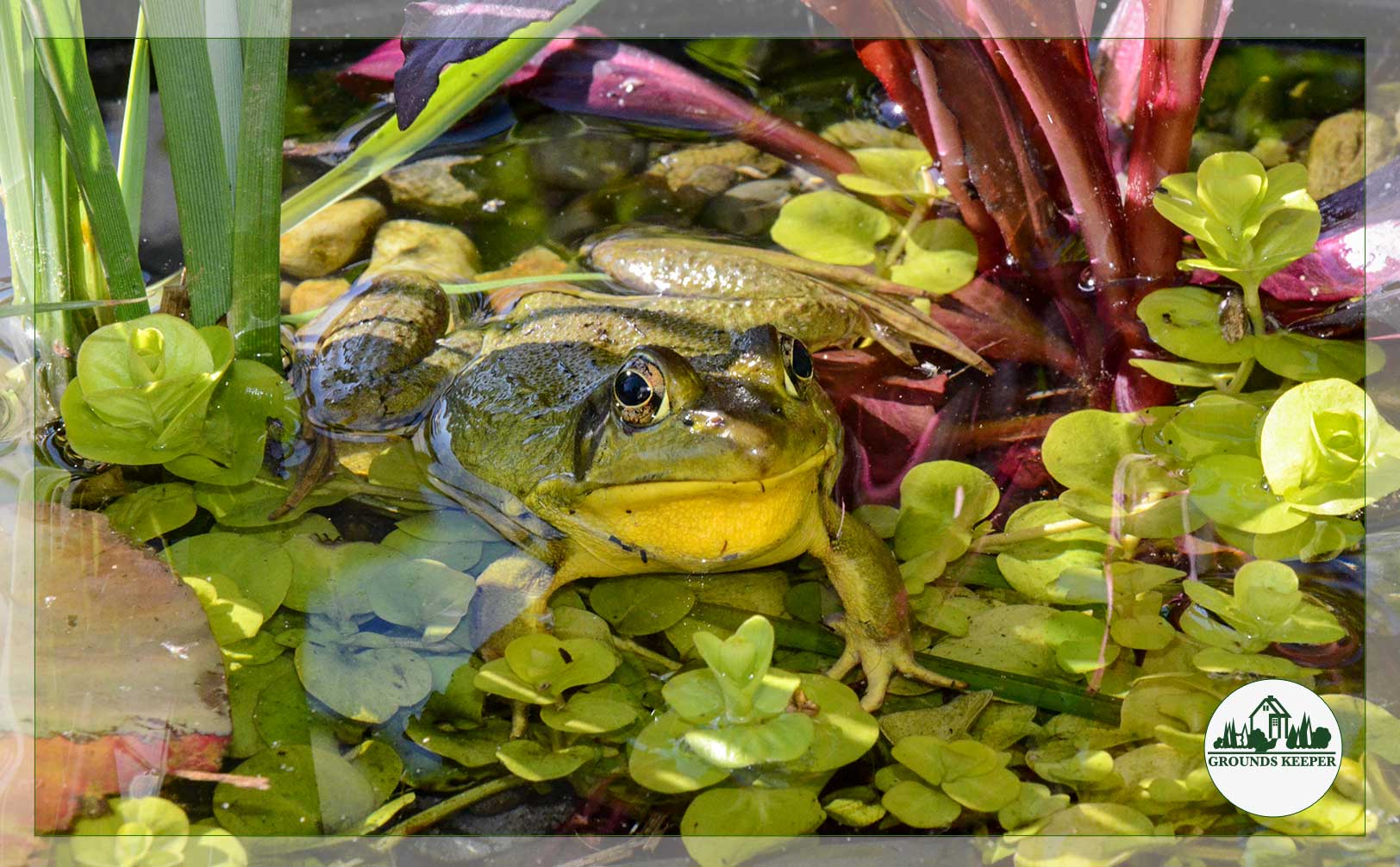 frog sitting in pond 