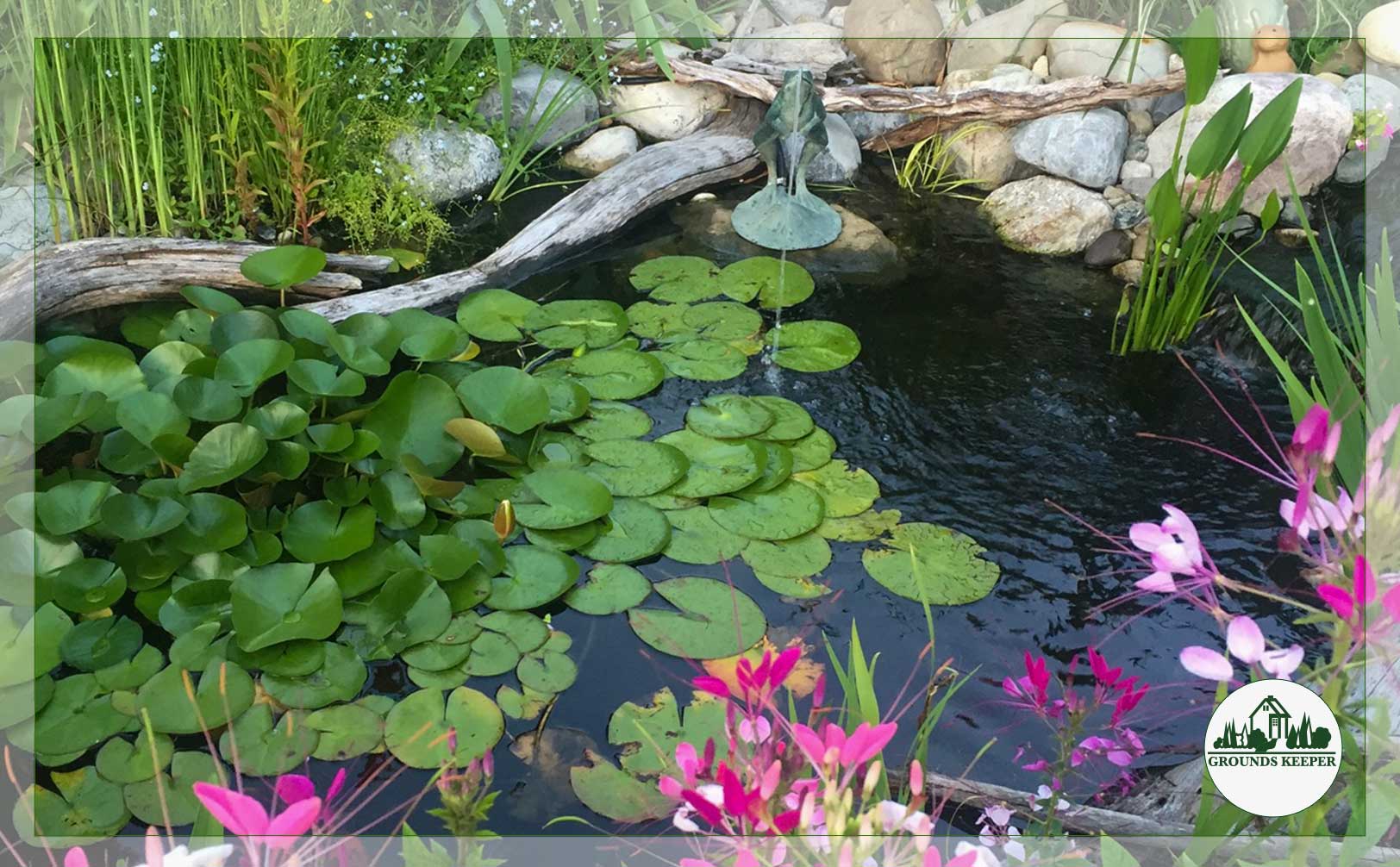 small pond with pink flowers