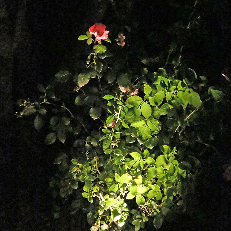 garden lighting single rose