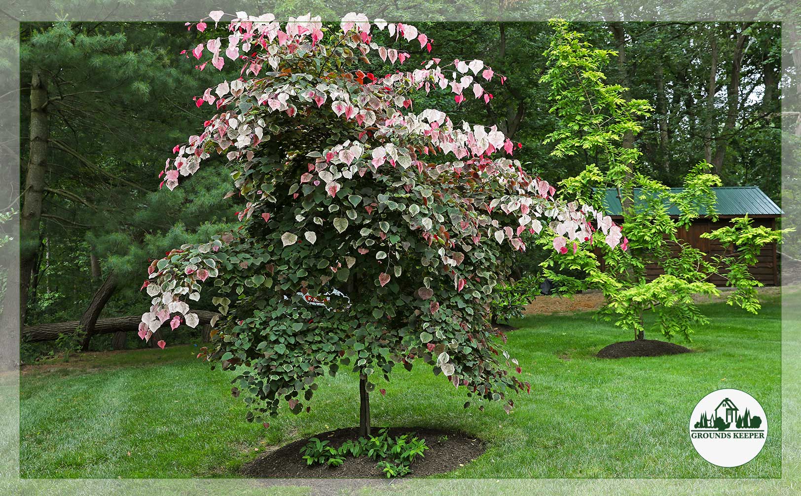 red green and silver foliage