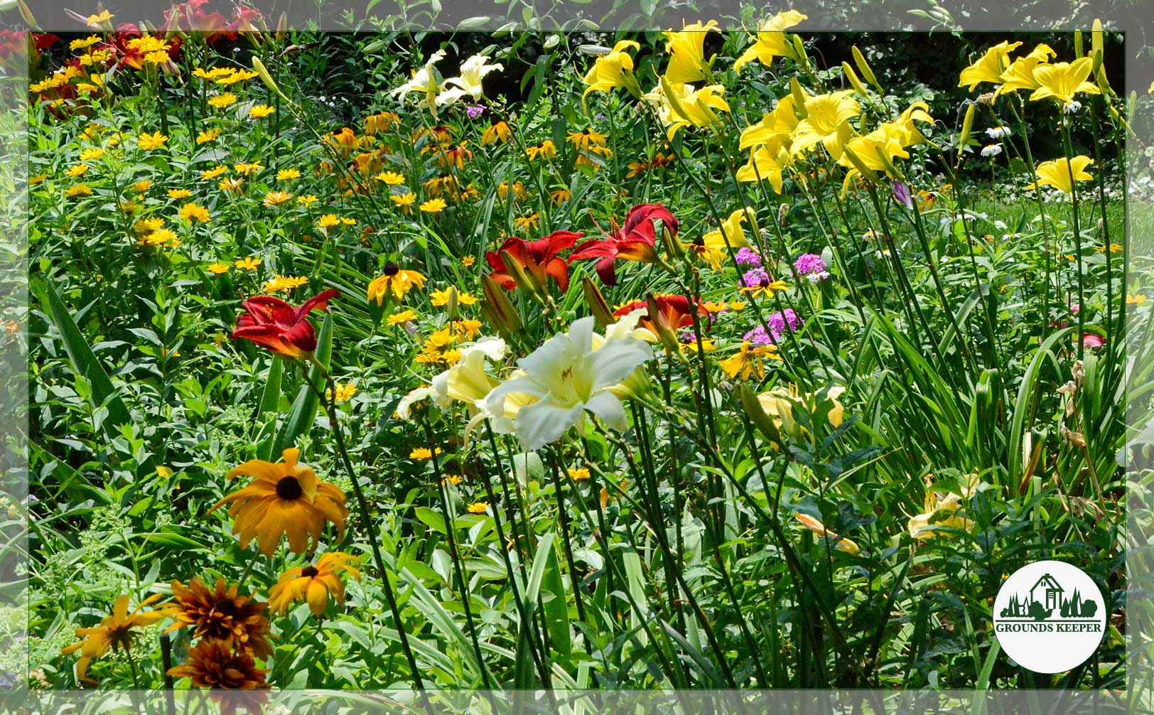 warm colors red yellow orange flowers