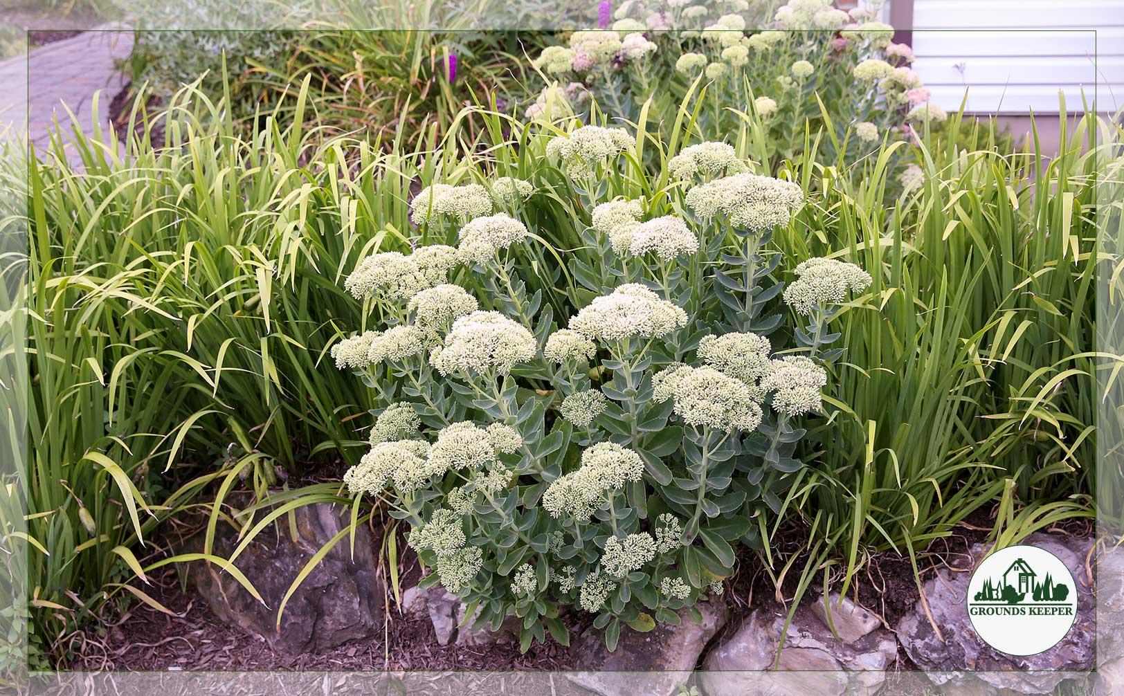 white flowers
