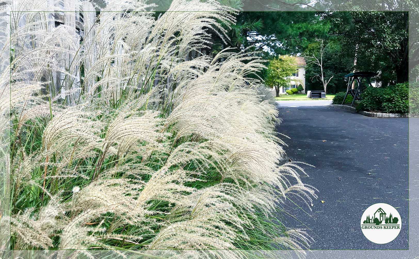 tall miscanthus ornamental grass