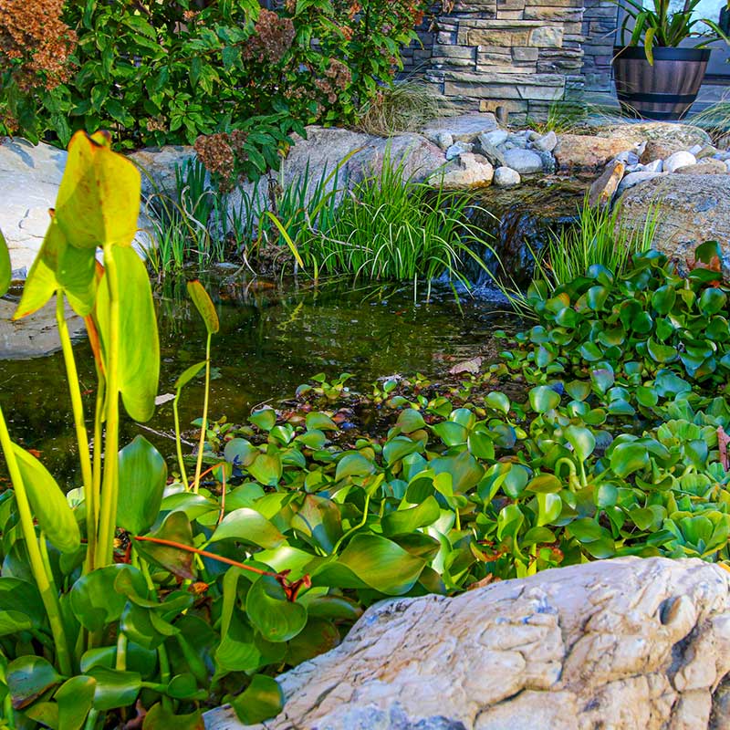 small pond and stone