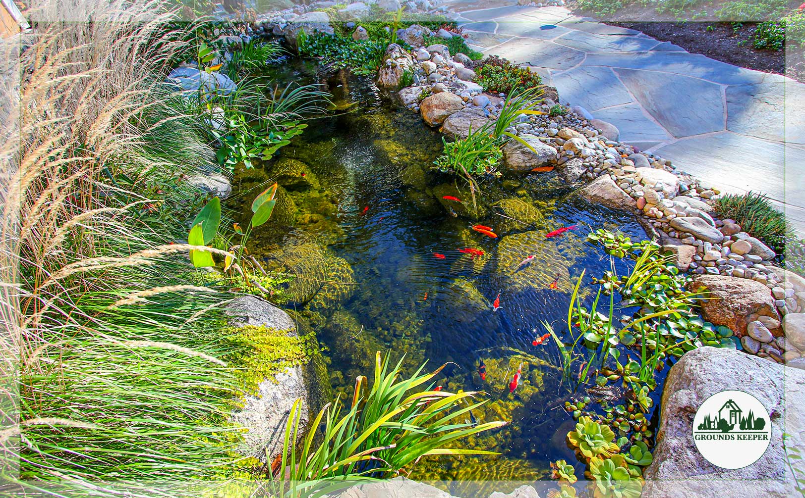 small red fish in pond