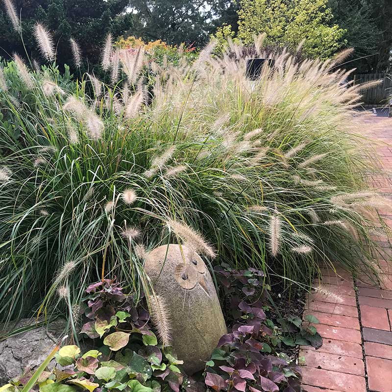 stone owl garden