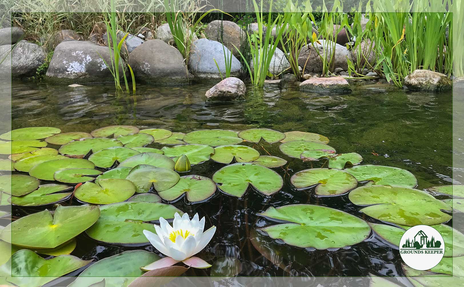 pond with single white lily