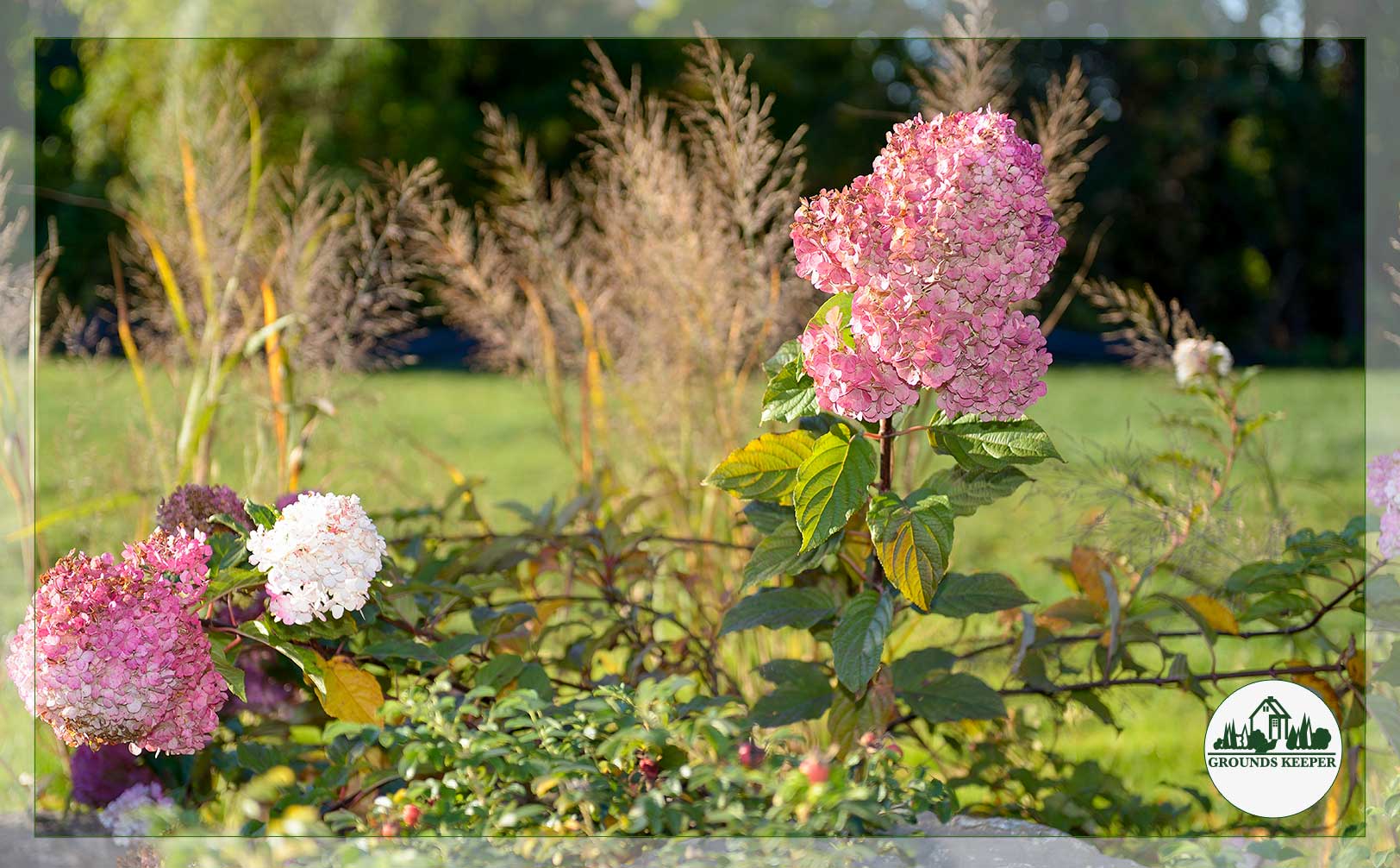 hydrangea closeup