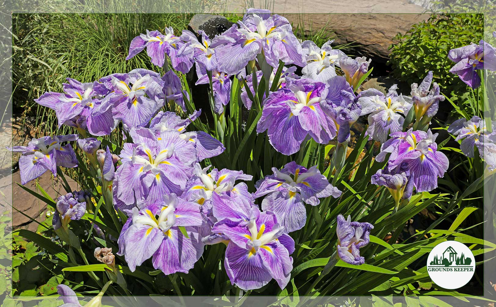 lavender flowers 
