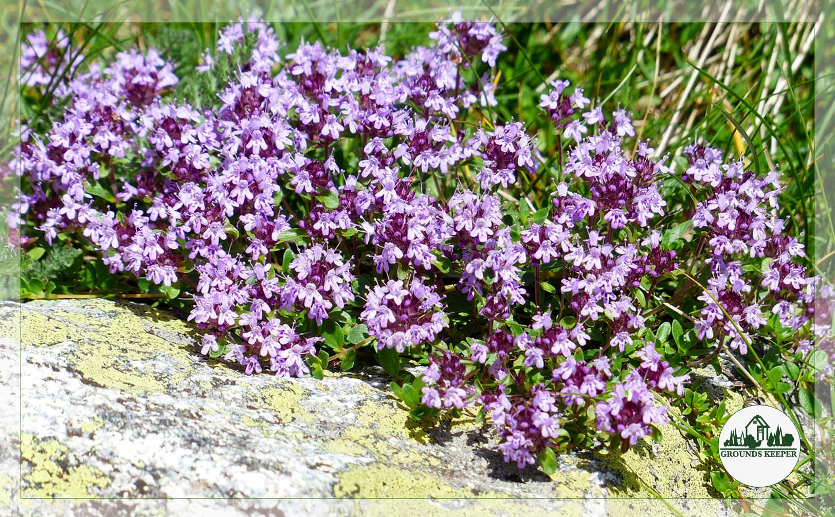 creeping thyme