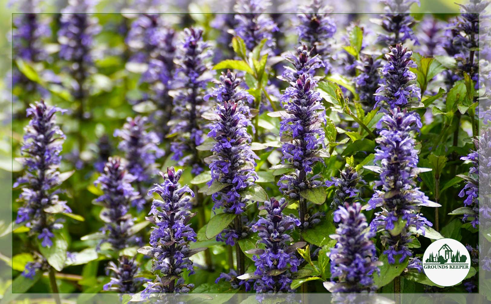 bugleweed